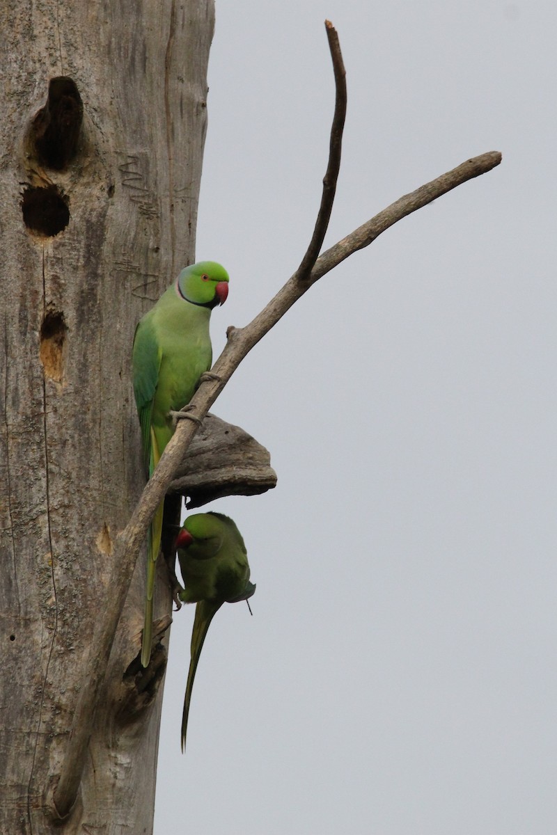 Rose-ringed Parakeet - ML644461218