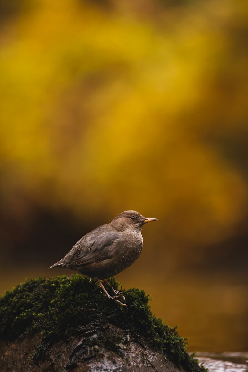 Cincle d'Amérique - ML644461219