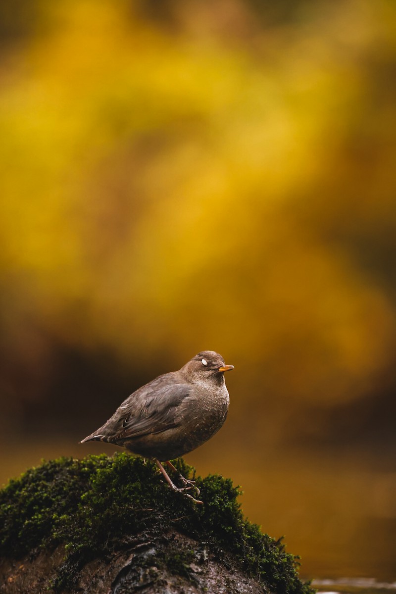 Cincle d'Amérique - ML644461224