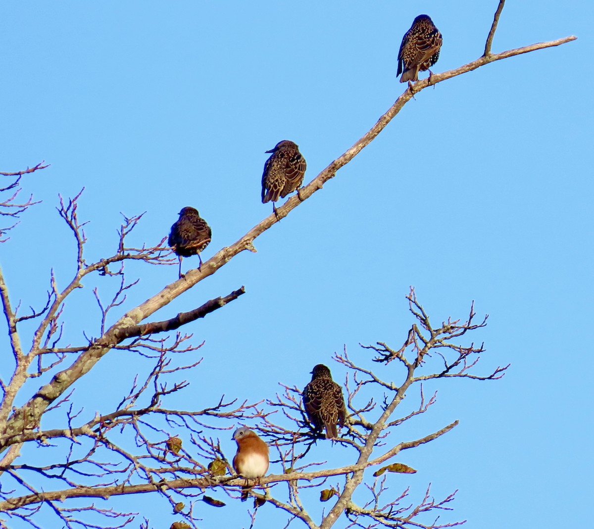 Eastern Bluebird - ML644461227