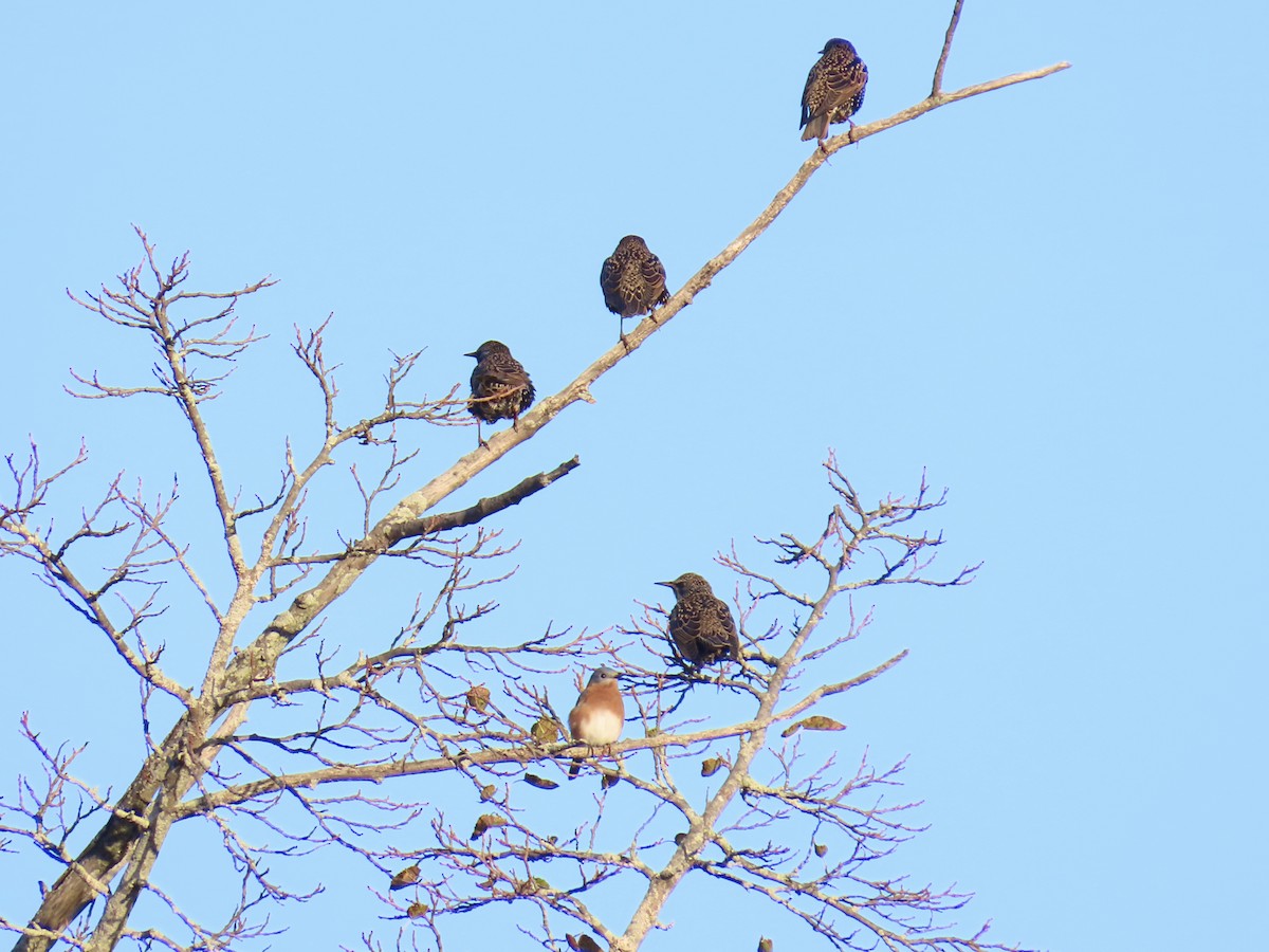 Eastern Bluebird - ML644461228