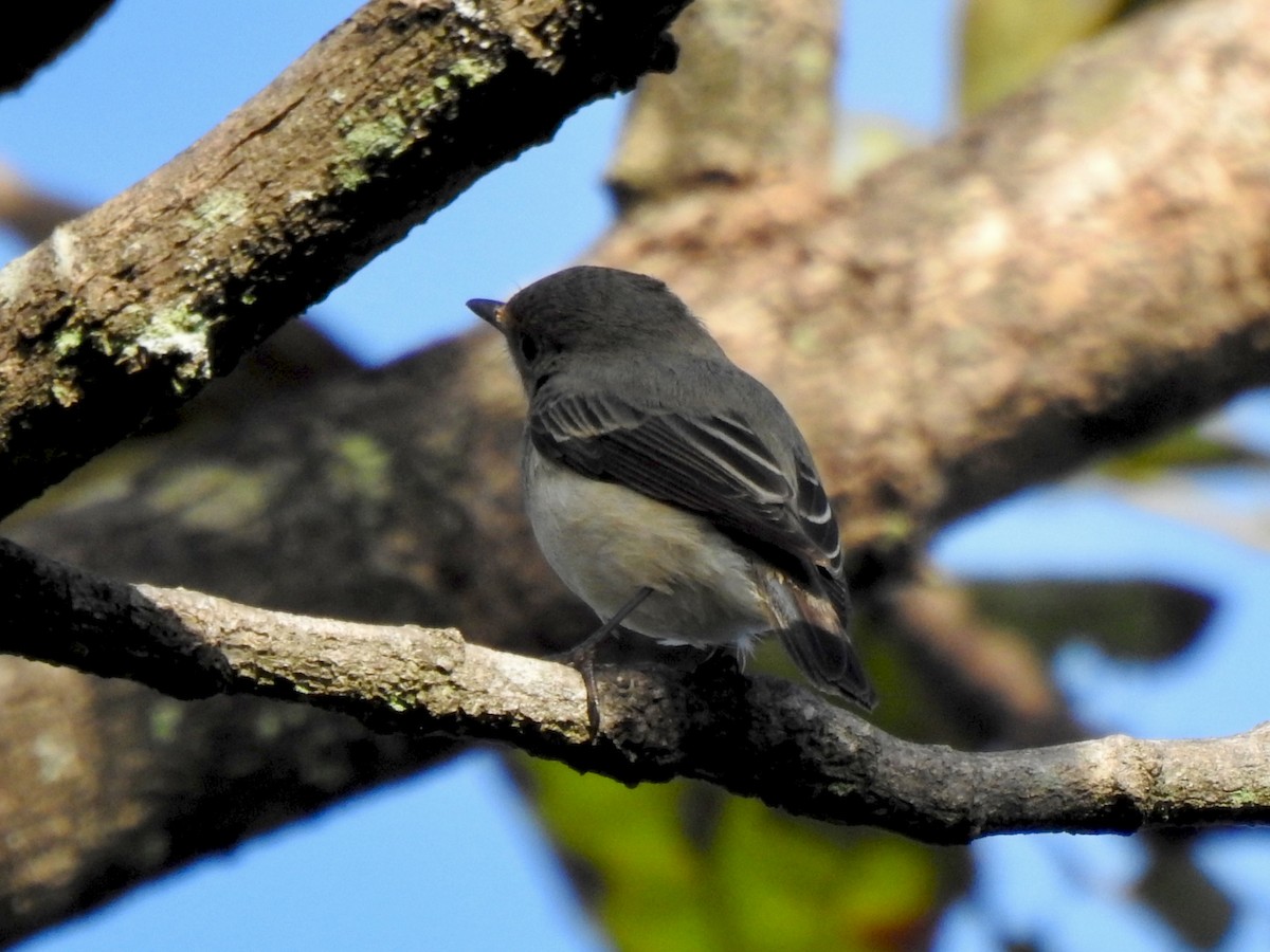 ultramarinfluesnapper - ML644461232