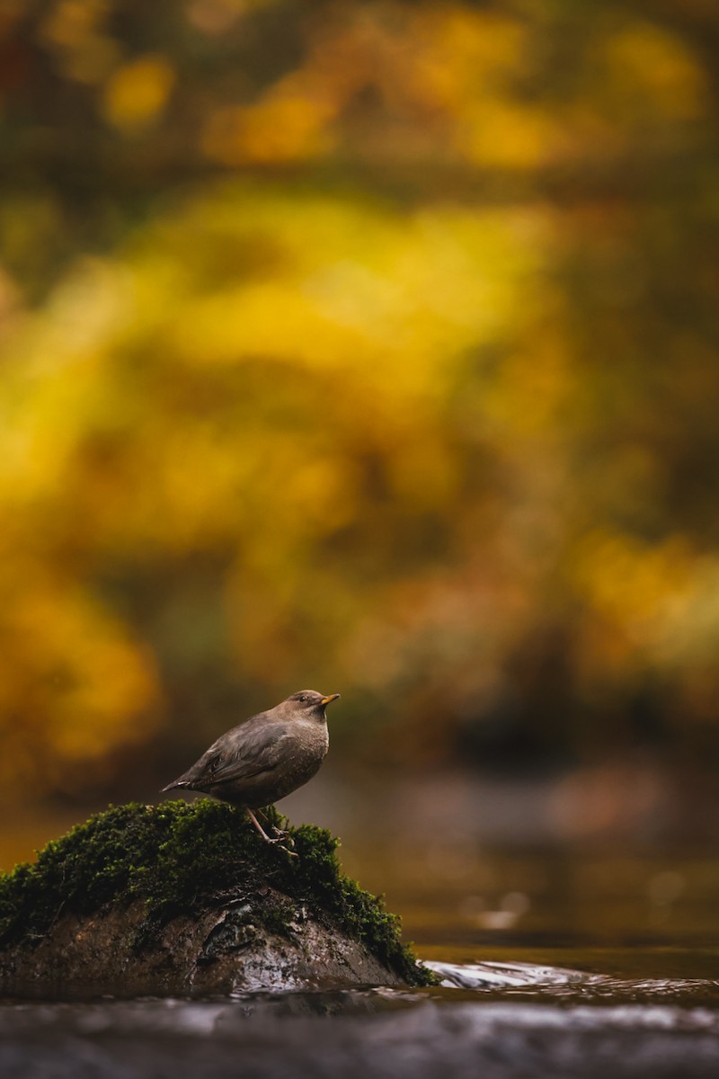 Cincle d'Amérique - ML644461233