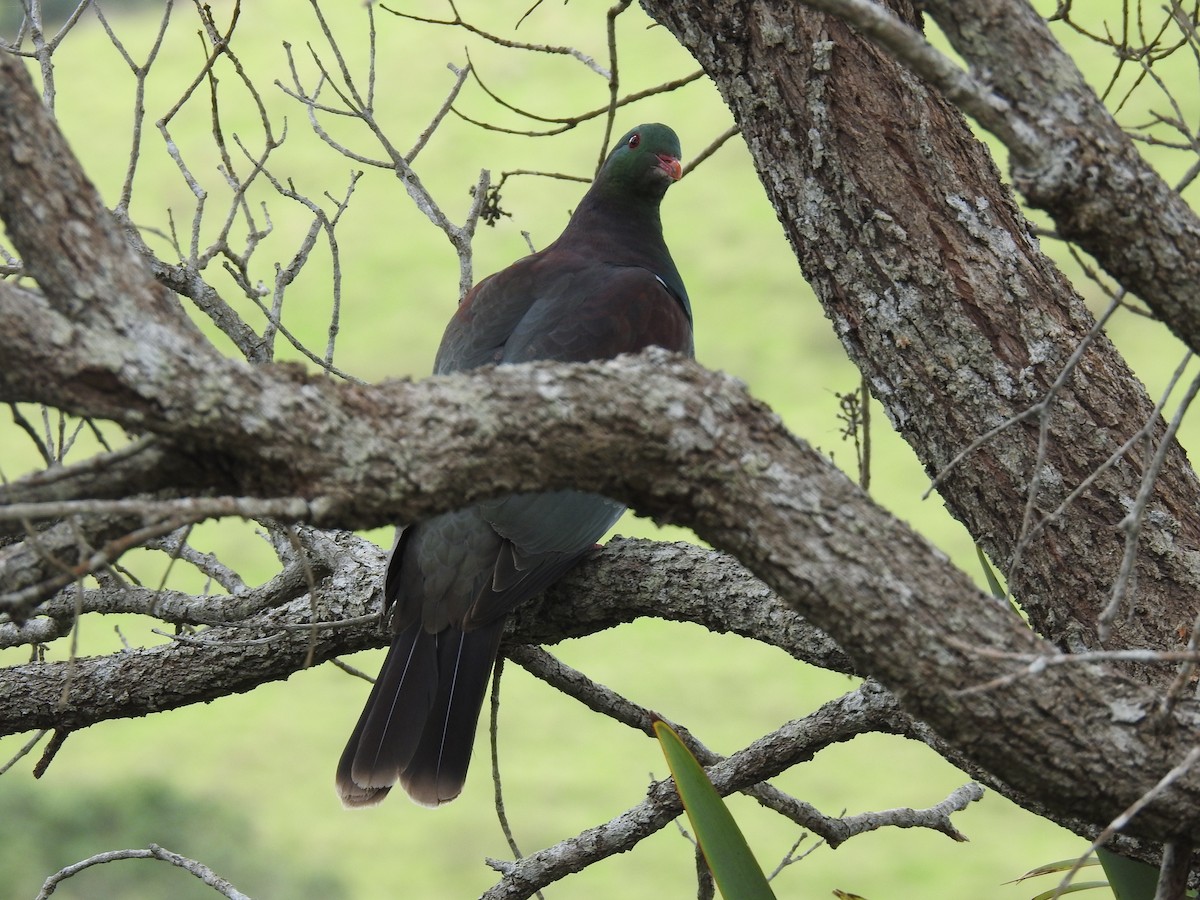 New Zealand Pigeon - ML644461234