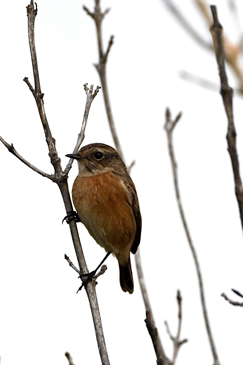 European Stonechat - ML644461236
