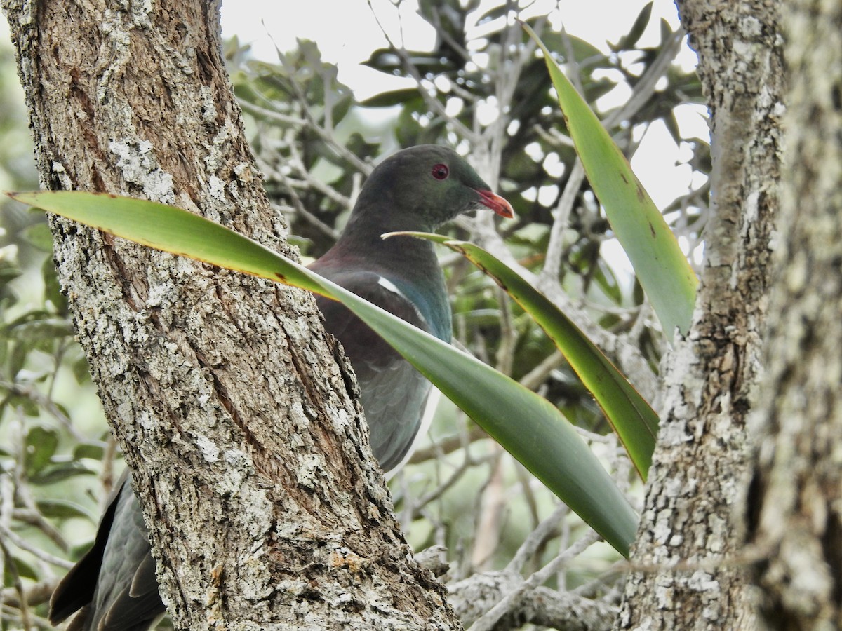 New Zealand Pigeon - ML644461239