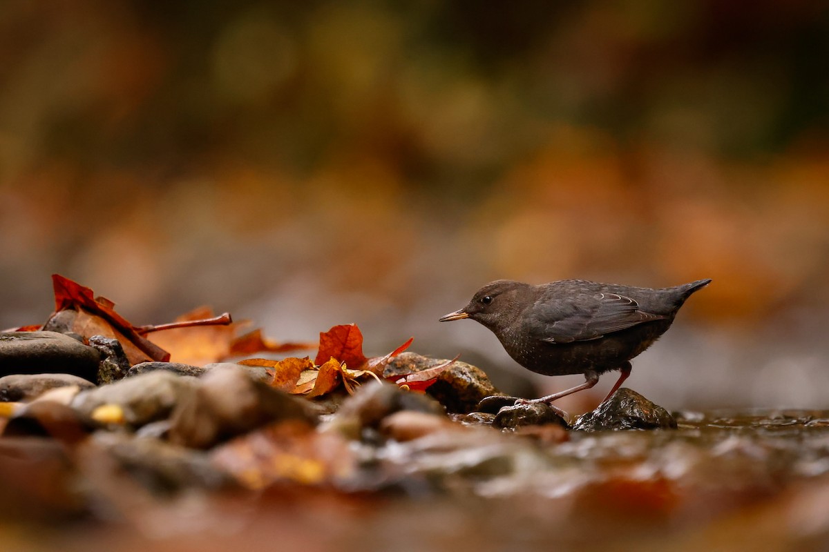 Cincle d'Amérique - ML644461243