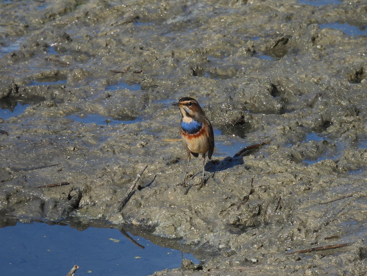 Bluethroat - ML644461253