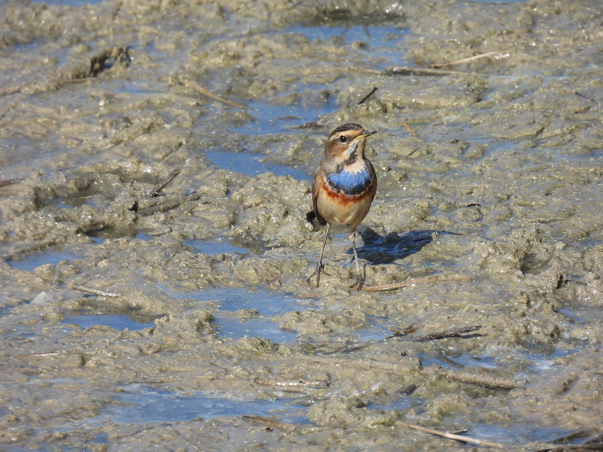Bluethroat - ML644461254