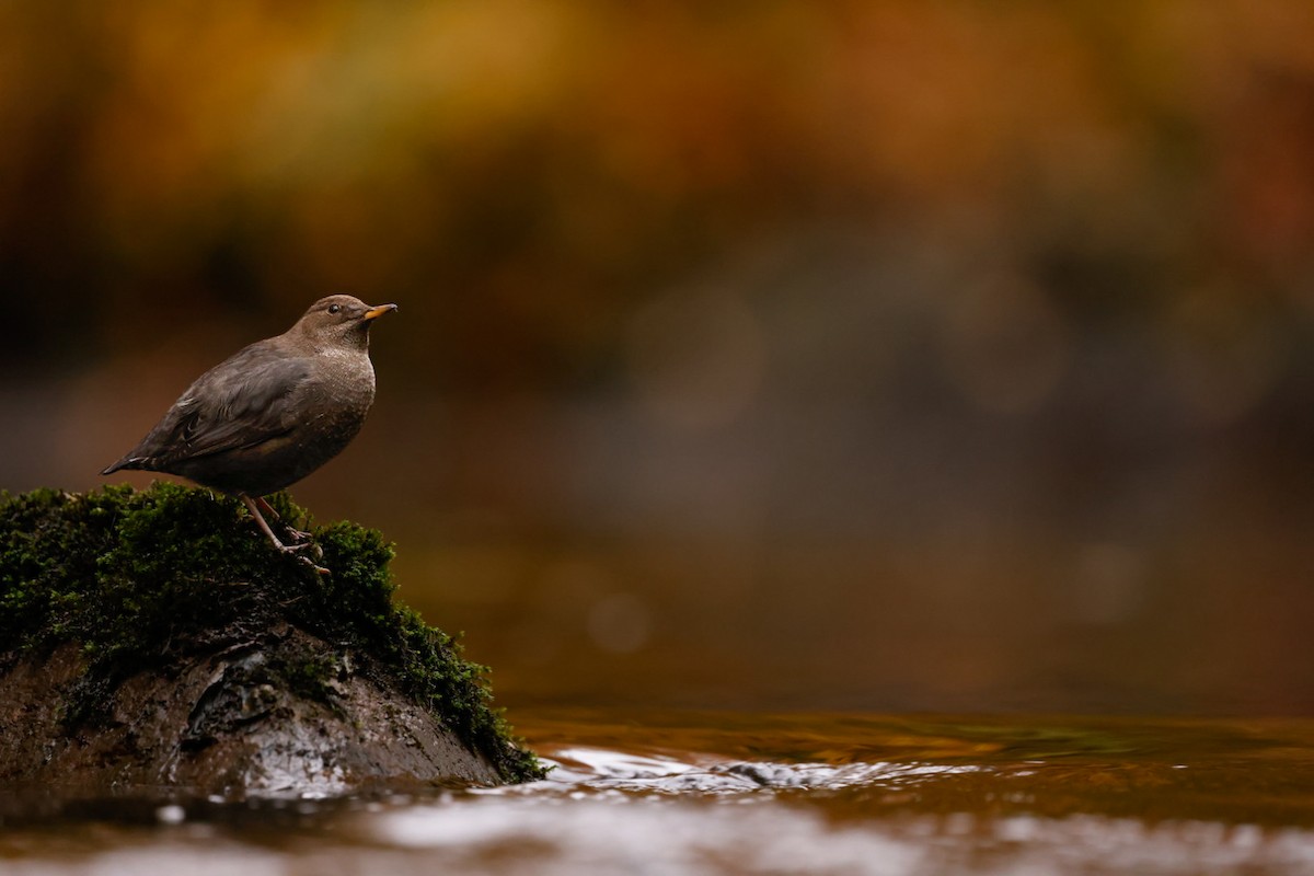Cincle d'Amérique - ML644461255