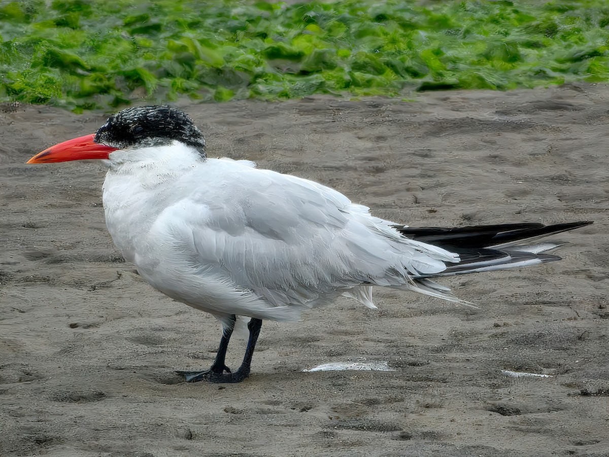 Морин хараалай - ML644461271