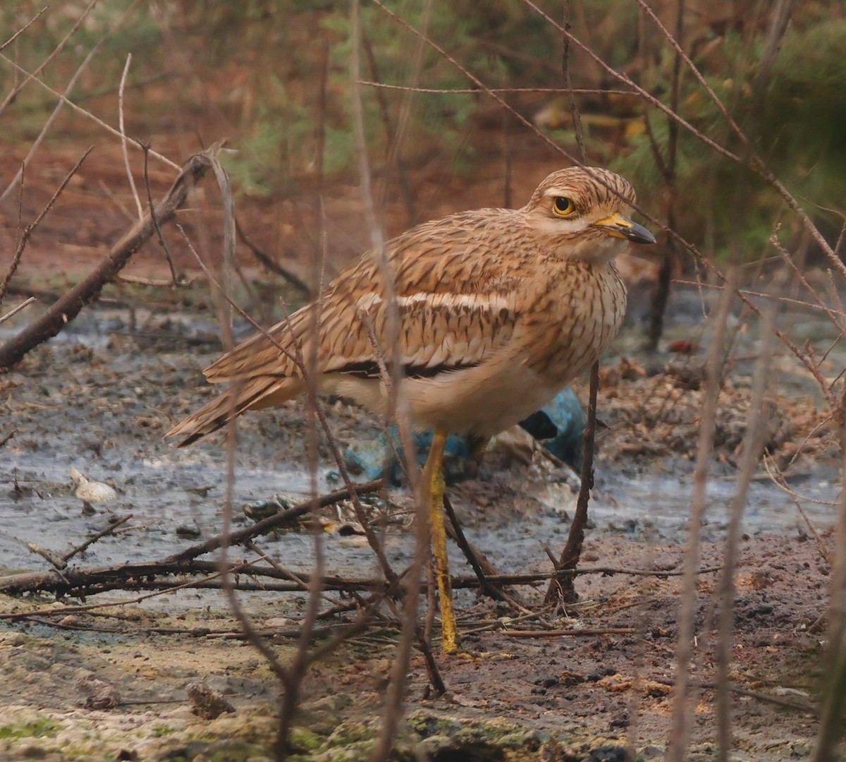 bengaltriel - ML644461272