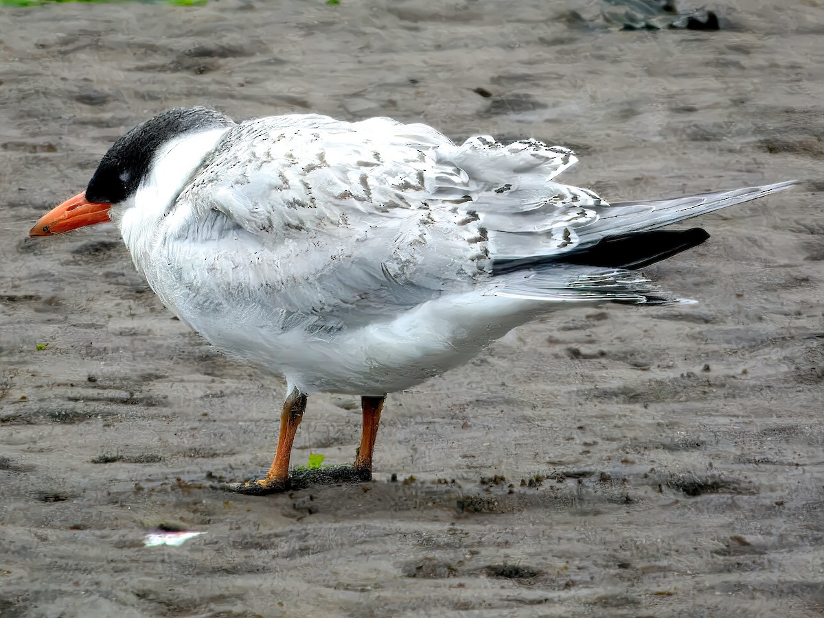 Морин хараалай - ML644461274