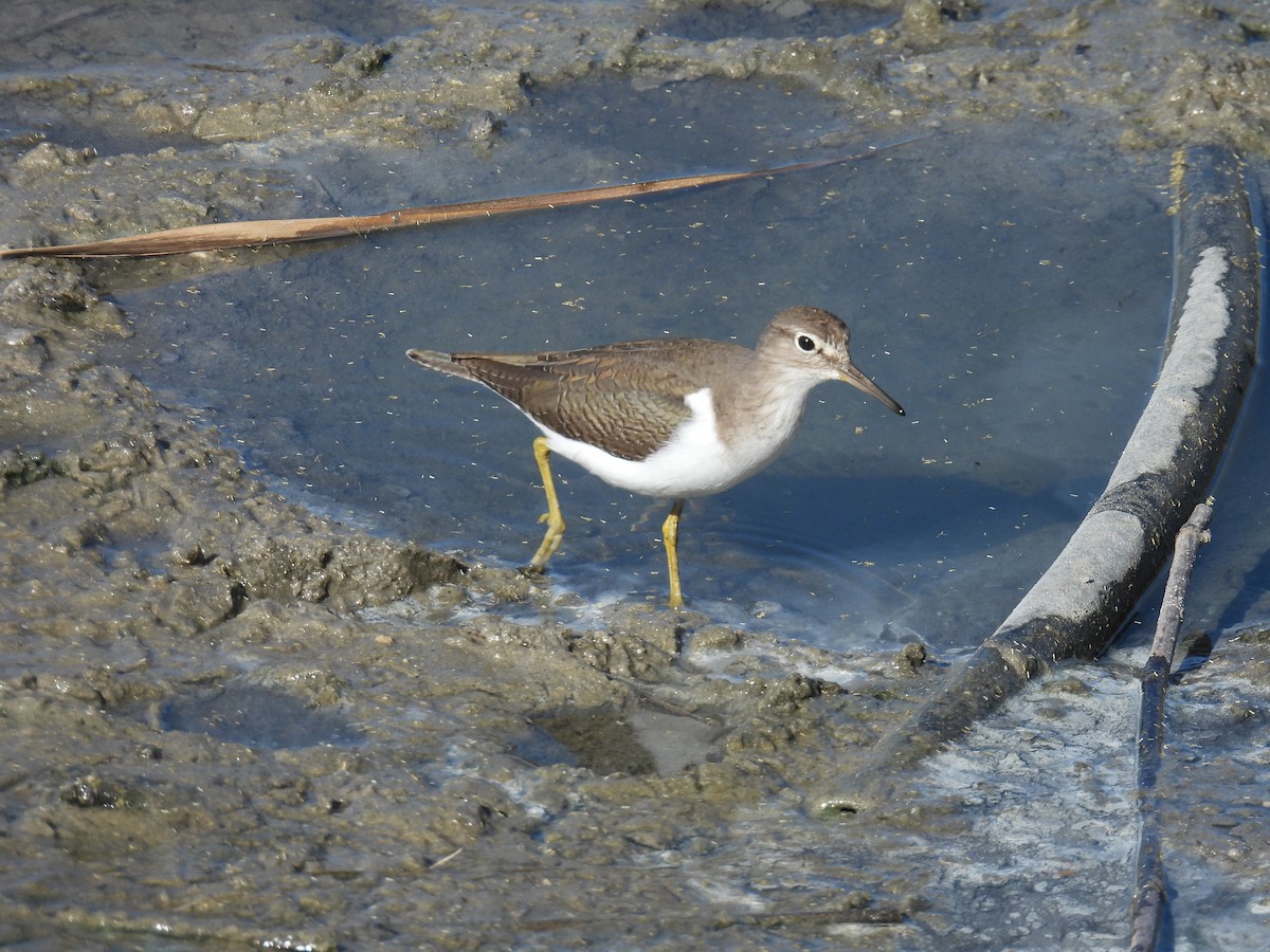 Common Sandpiper - ML644461277