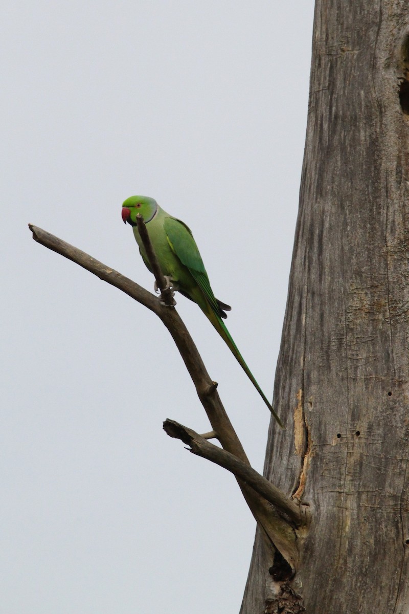 Rose-ringed Parakeet - ML644461278