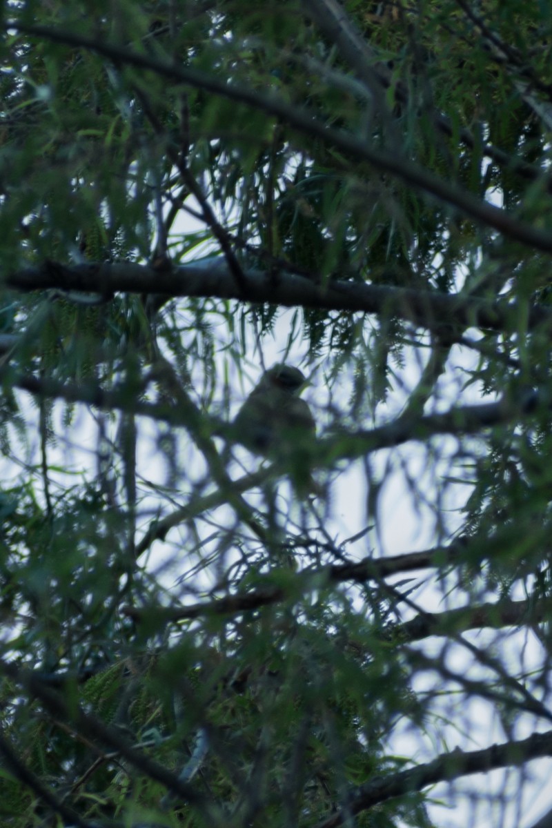 Coulicou de Vieillot - ML644461289