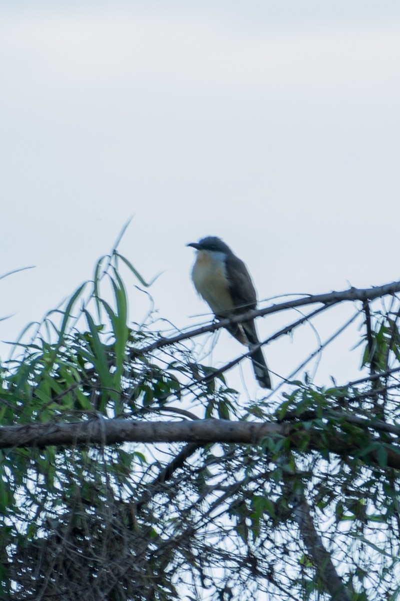 Coulicou de Vieillot - ML644461290