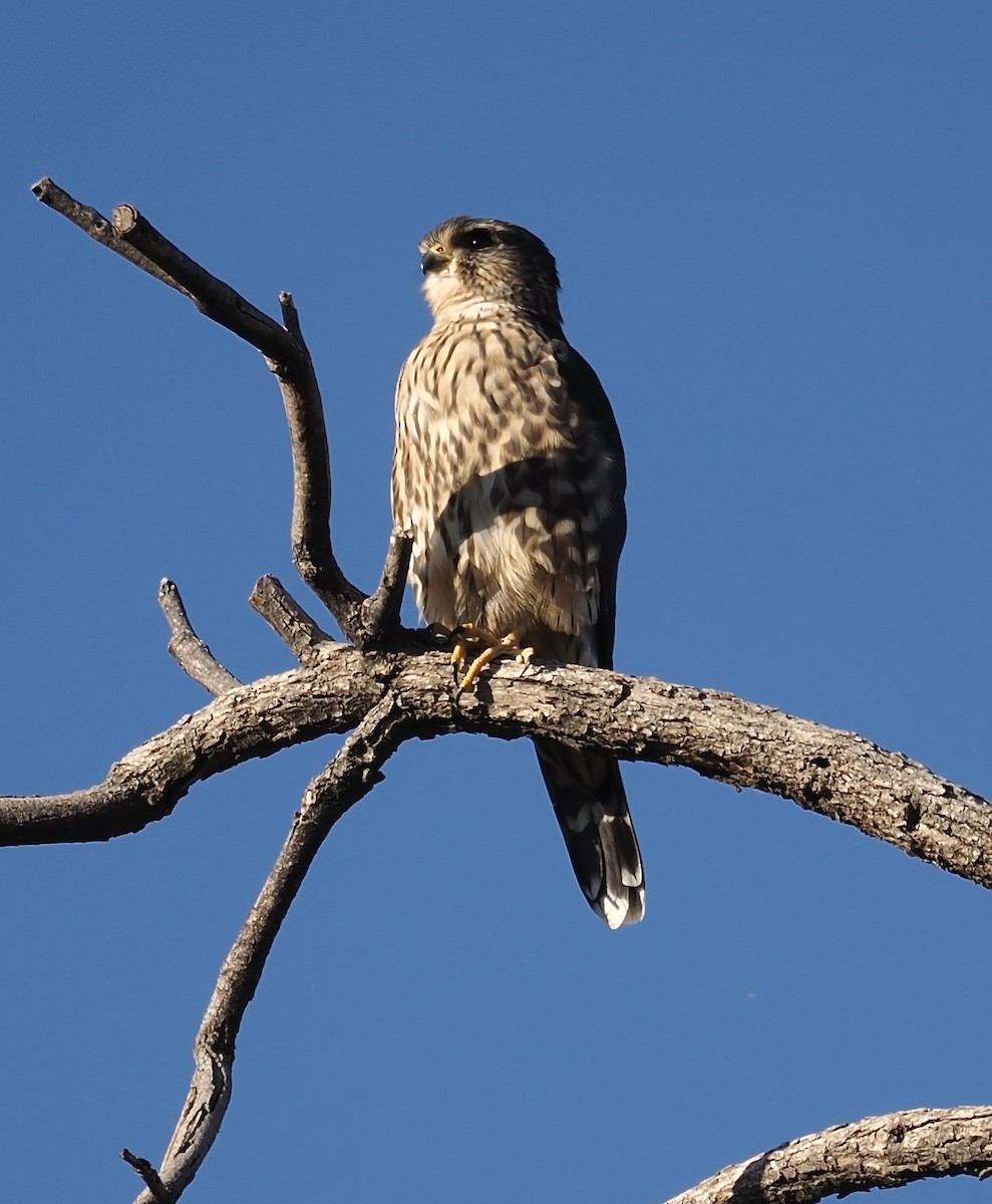 Merlin - ML644461291