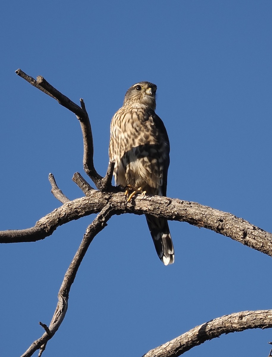 Merlin - ML644461292