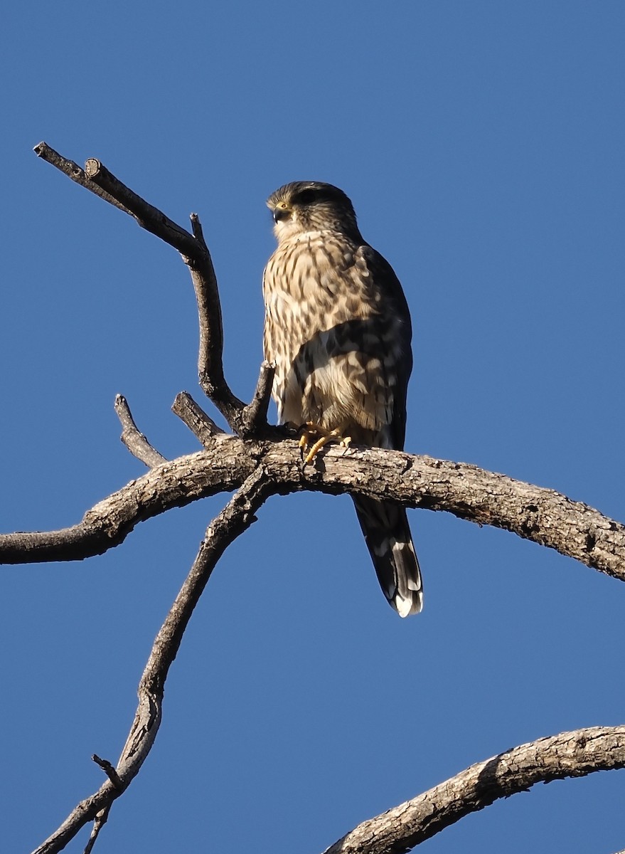 Merlin - ML644461293