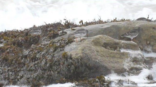 fjæreplytt - ML644461294