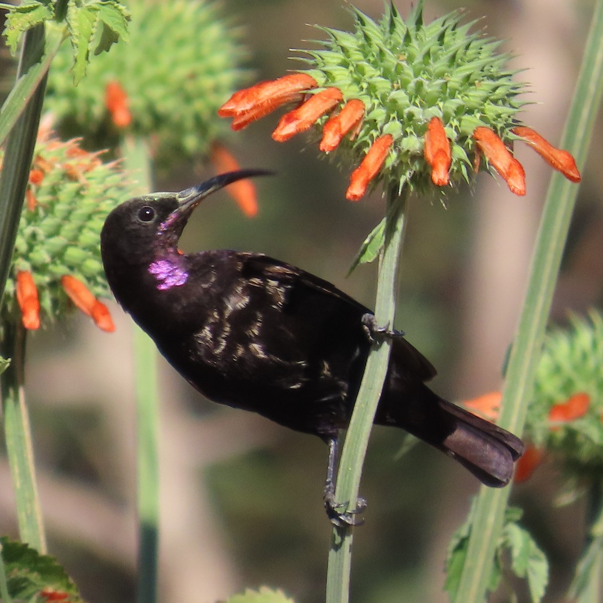 Amethyst Sunbird - ML644461296