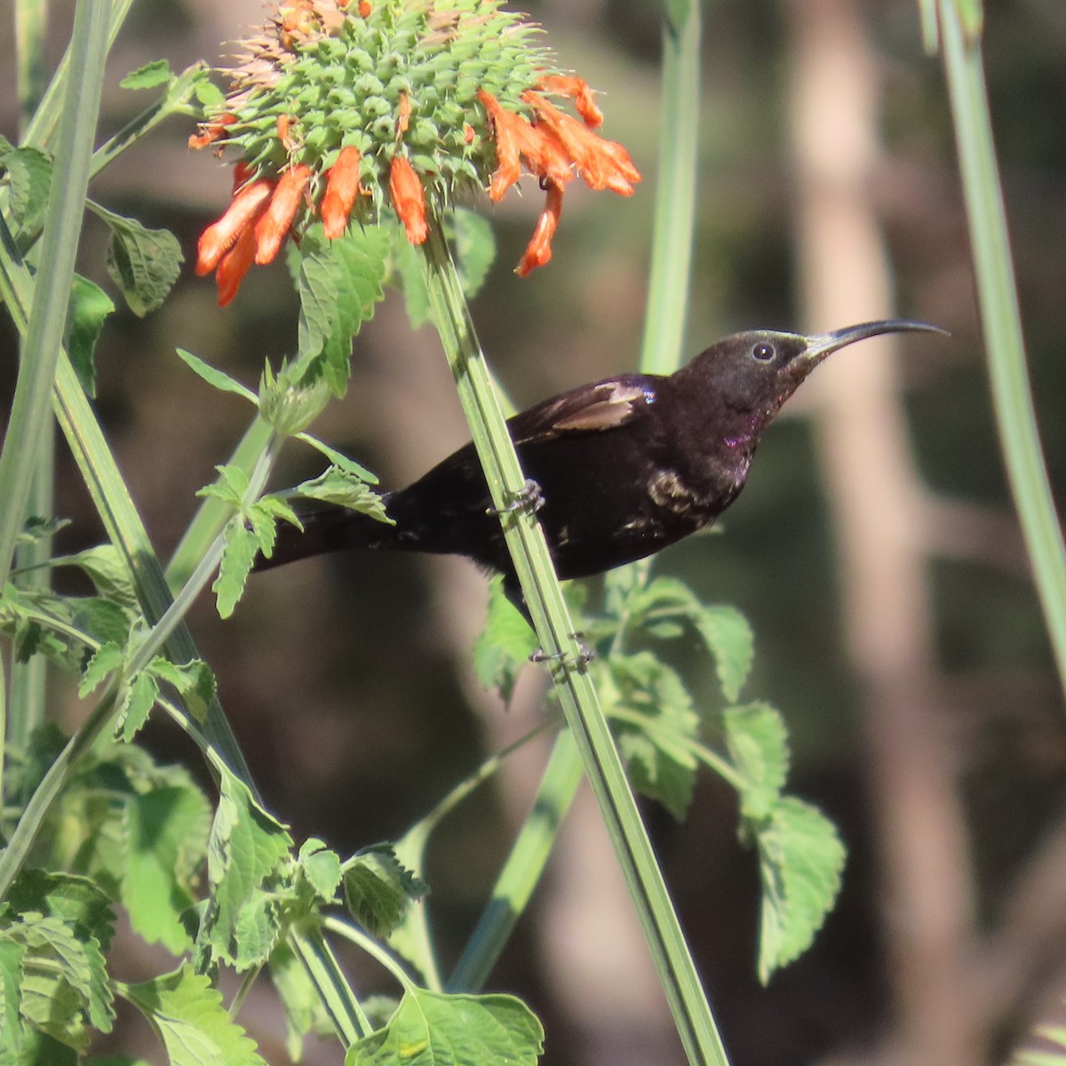 Amethyst Sunbird - ML644461297