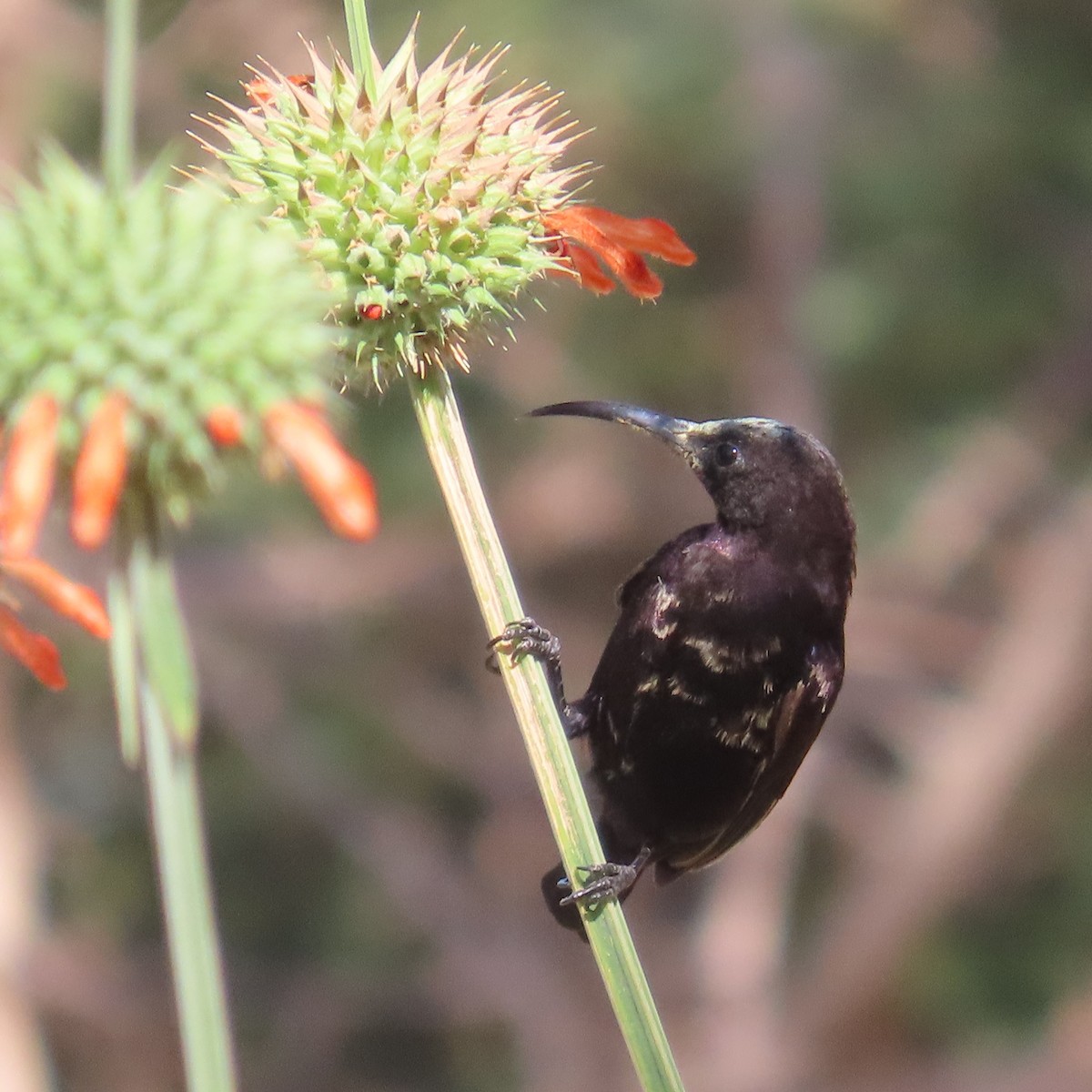 Amethyst Sunbird - ML644461298