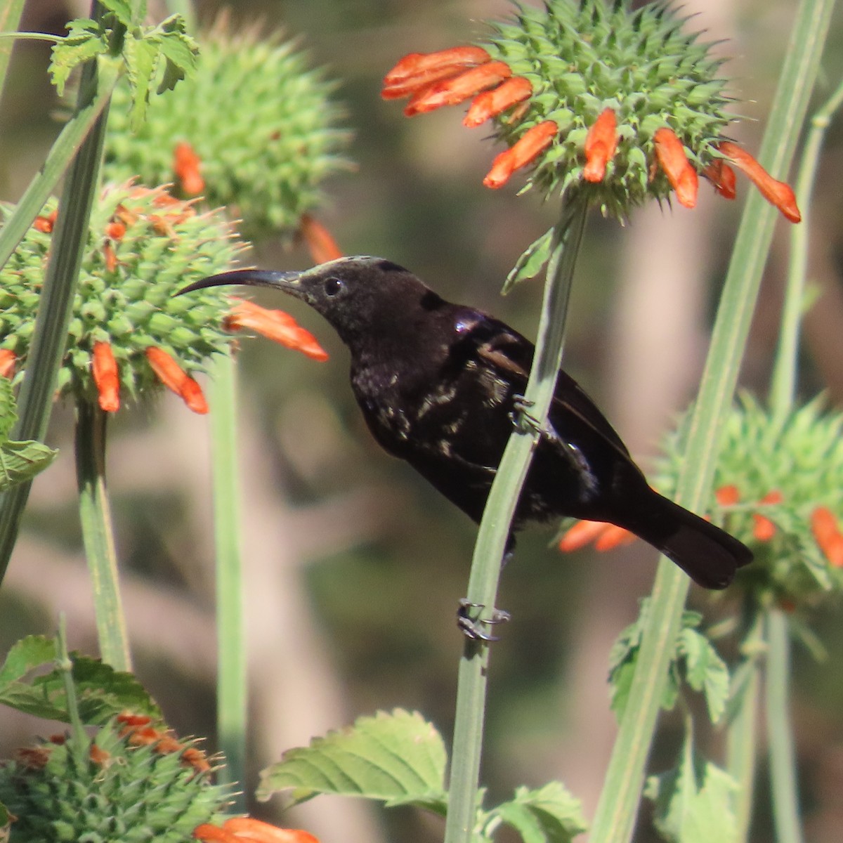 Amethyst Sunbird - ML644461299