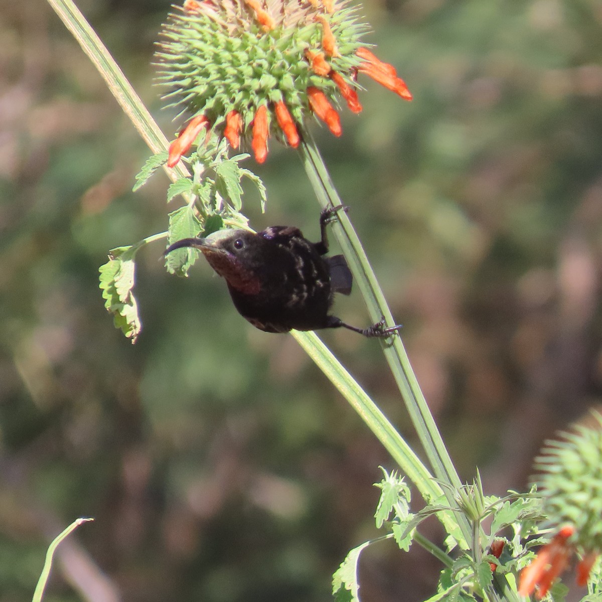 Amethyst Sunbird - ML644461300