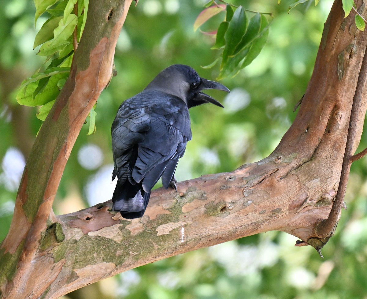 イエガラス - ML644461306