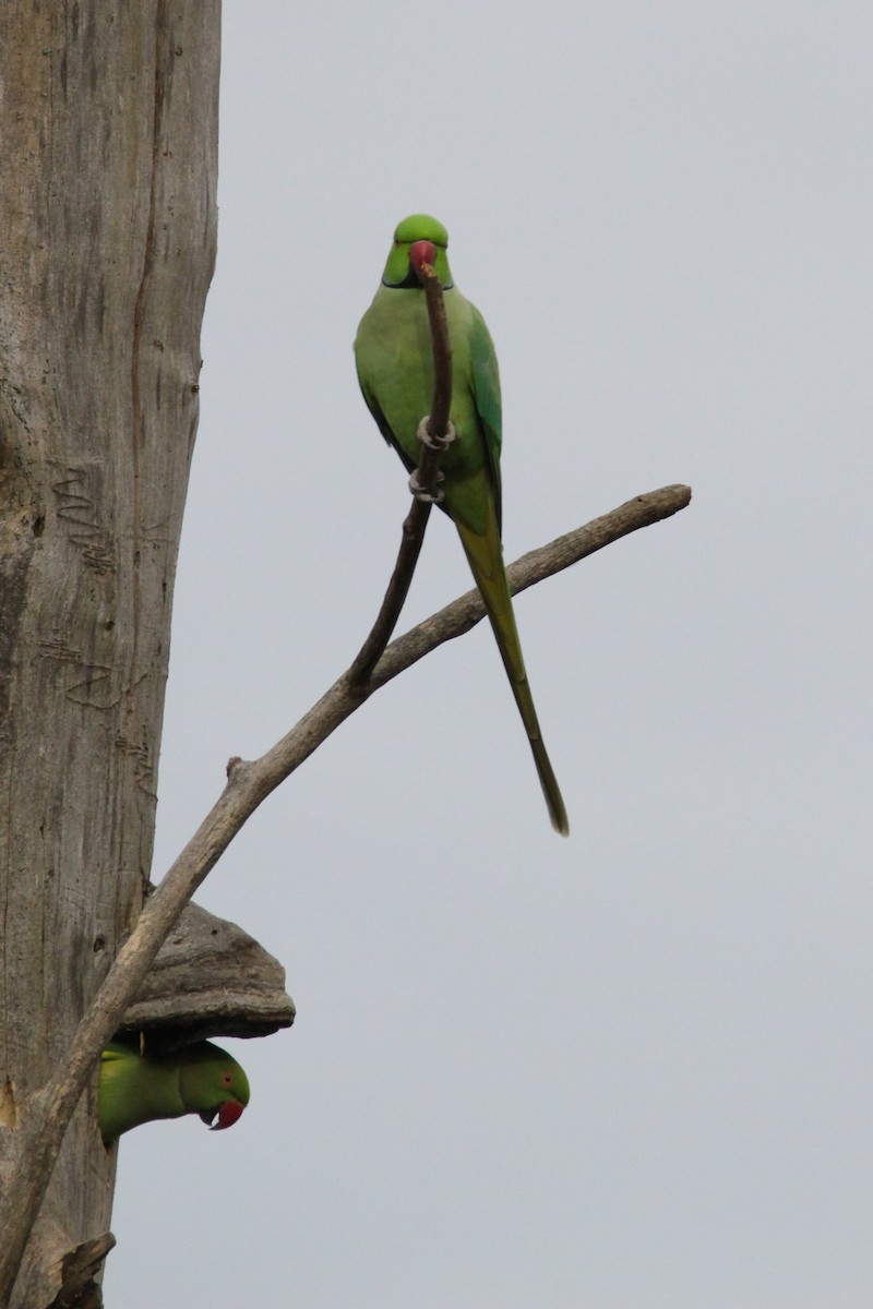 Rose-ringed Parakeet - ML644461308