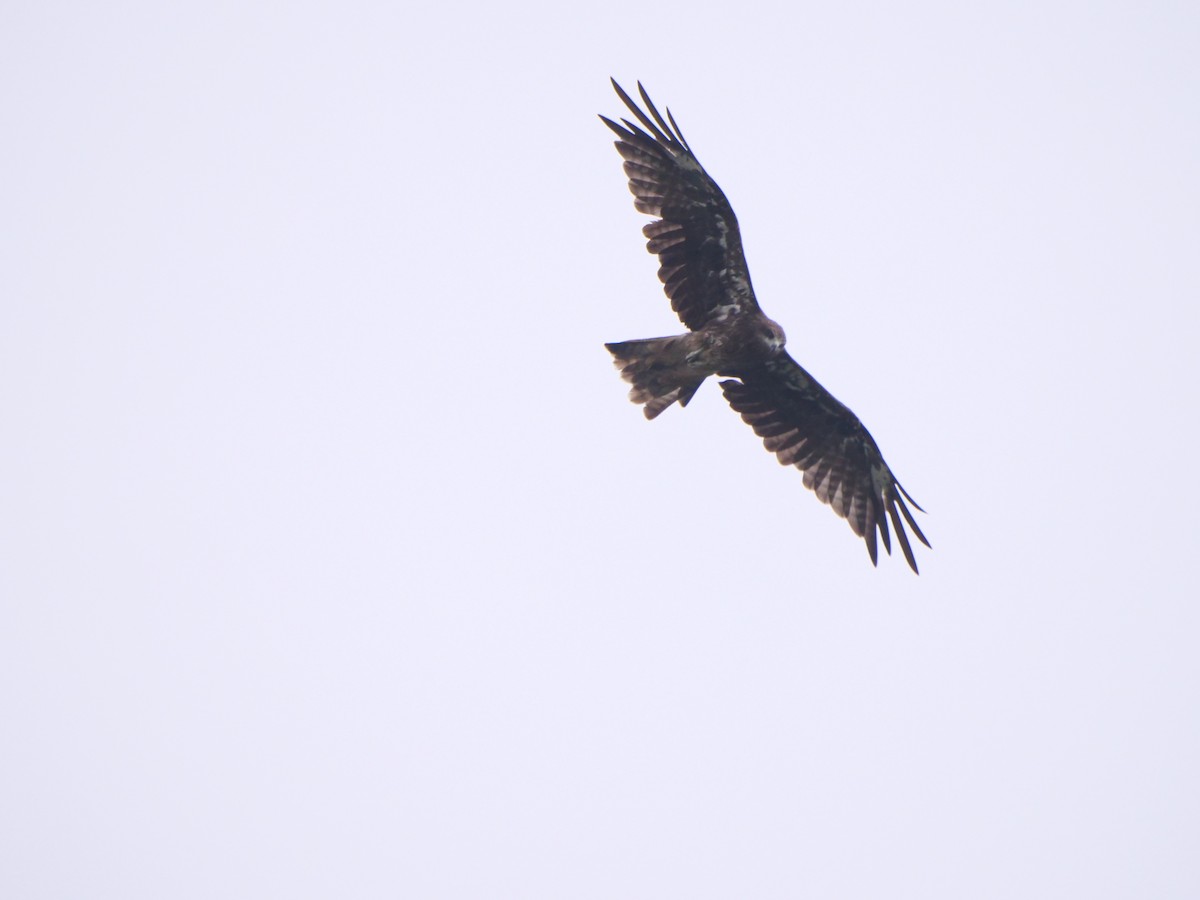 Black Kite (Black-eared) - ML644461312