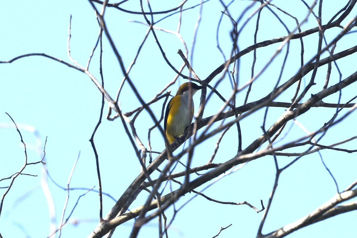 Yellow-sided Flowerpecker - ML644461313