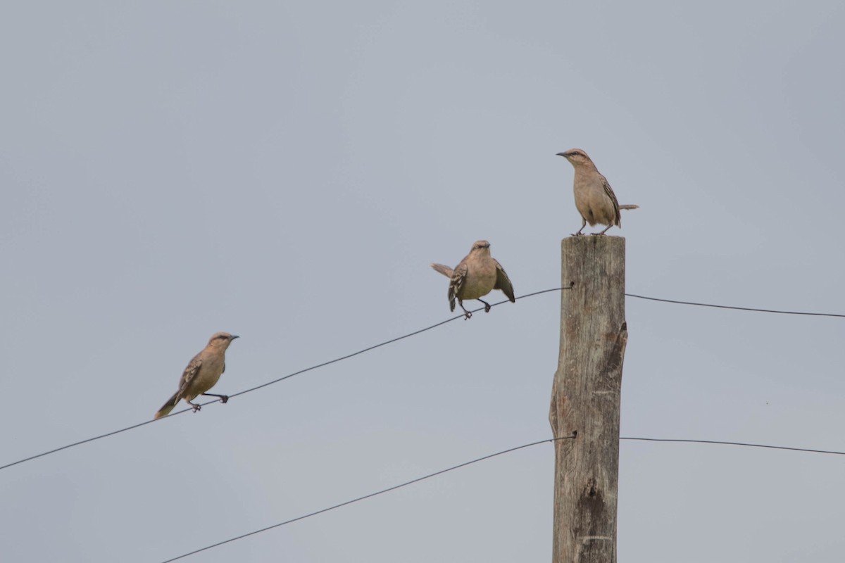 マミジロマネシツグミ - ML644461326