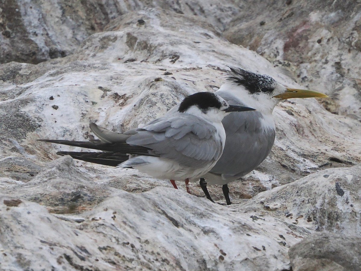 Flussseeschwalbe - ML644461337