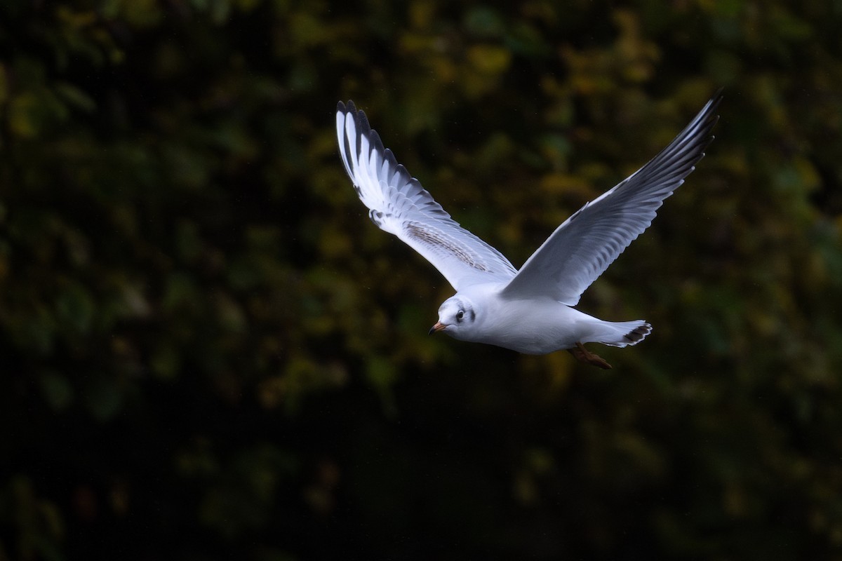 Black-headed Gull - ML644461341