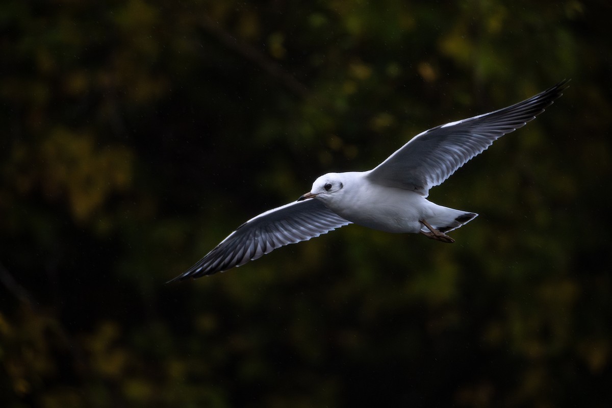 Black-headed Gull - ML644461344