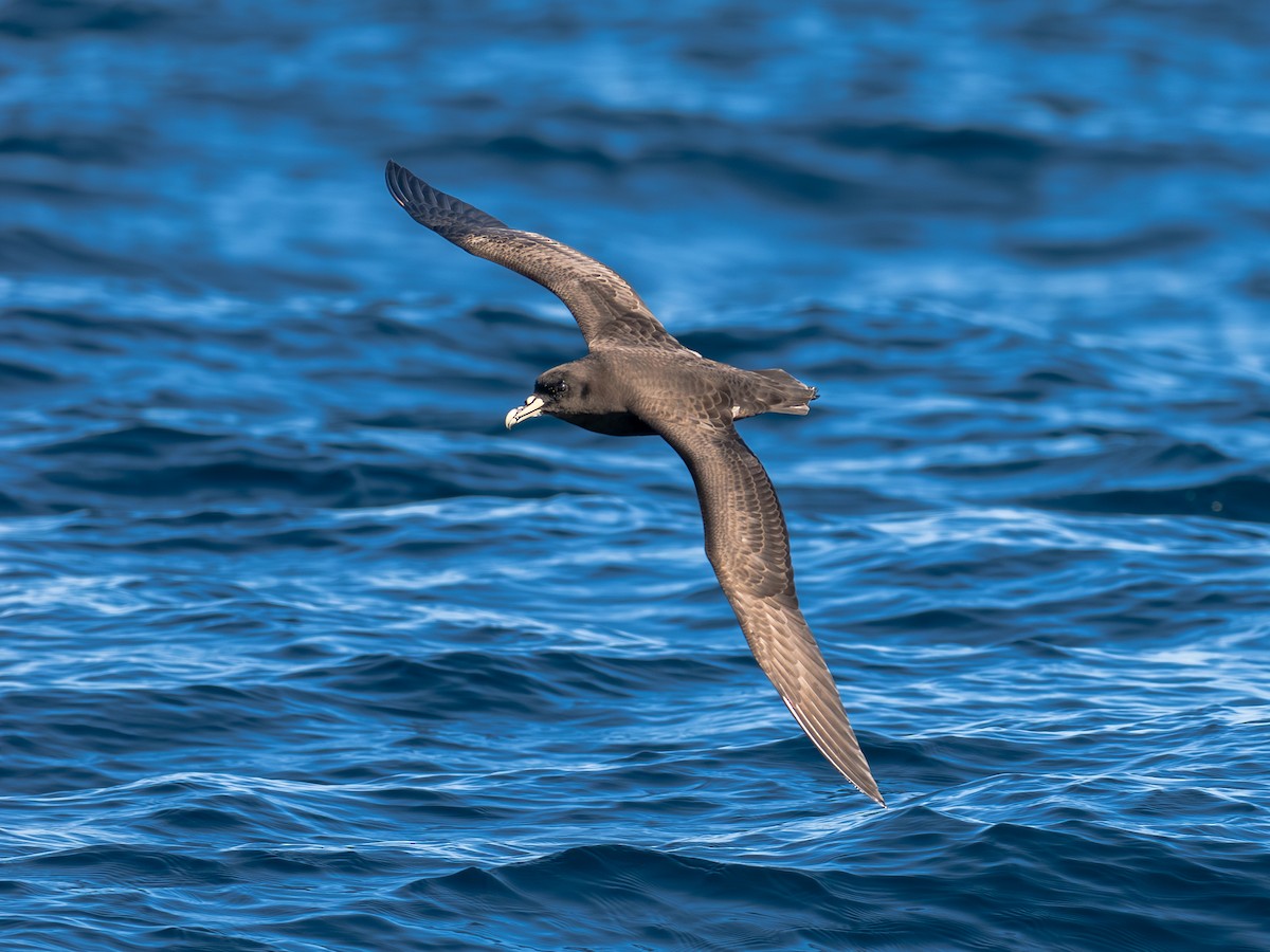 White-chinned Petrel - ML644461349