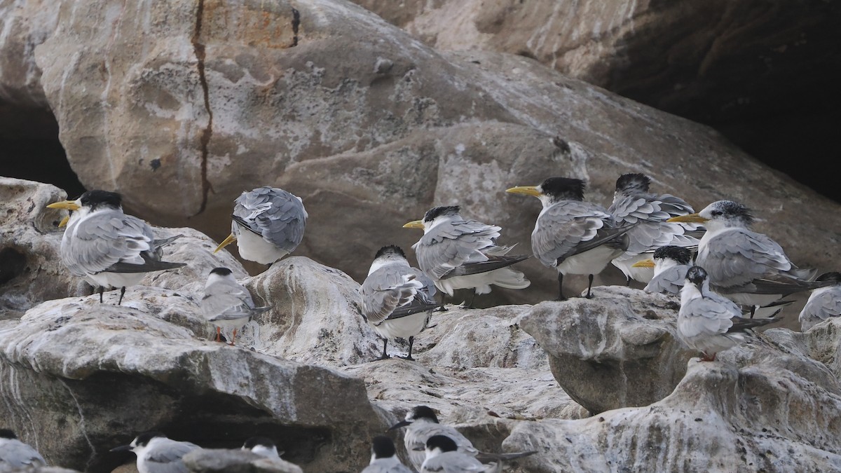 Крячок жовтодзьобий - ML644461357