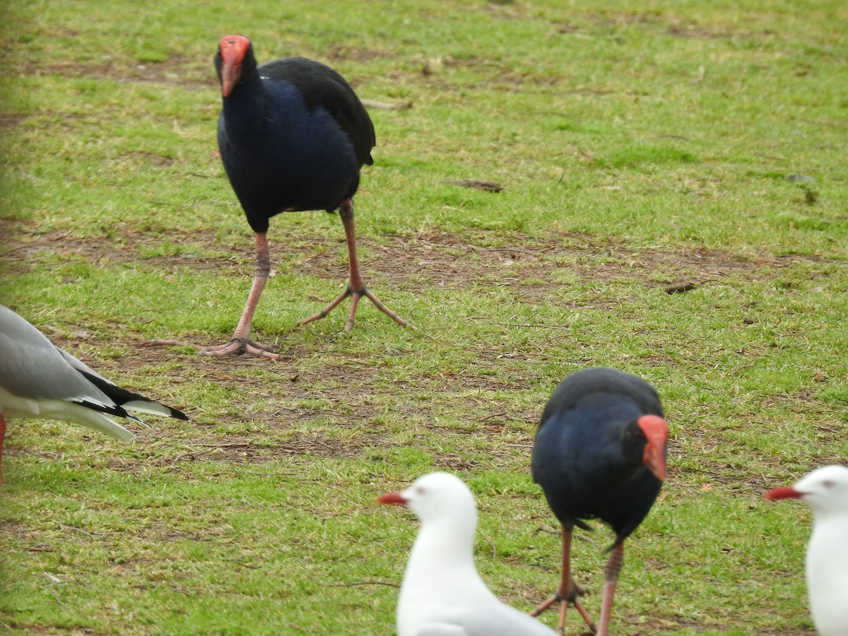Australasian Swamphen - ML644461358