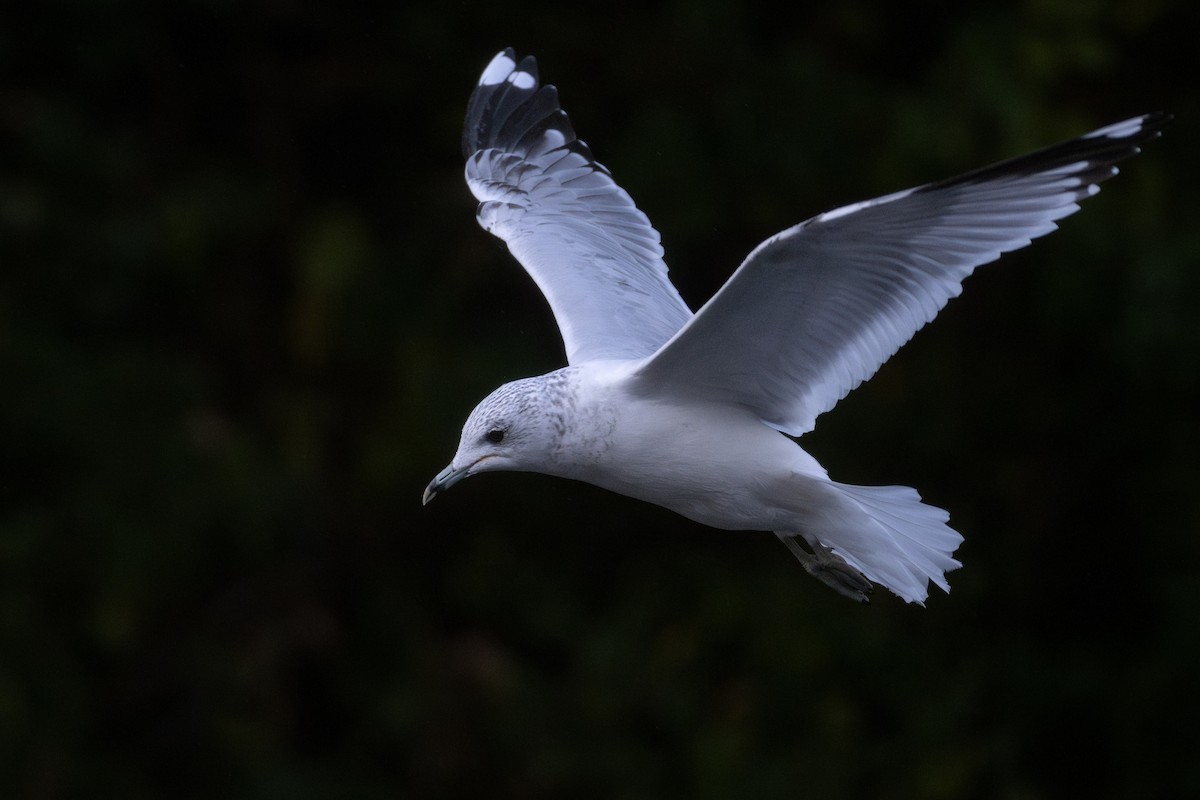 Common Gull (European) - ML644461359