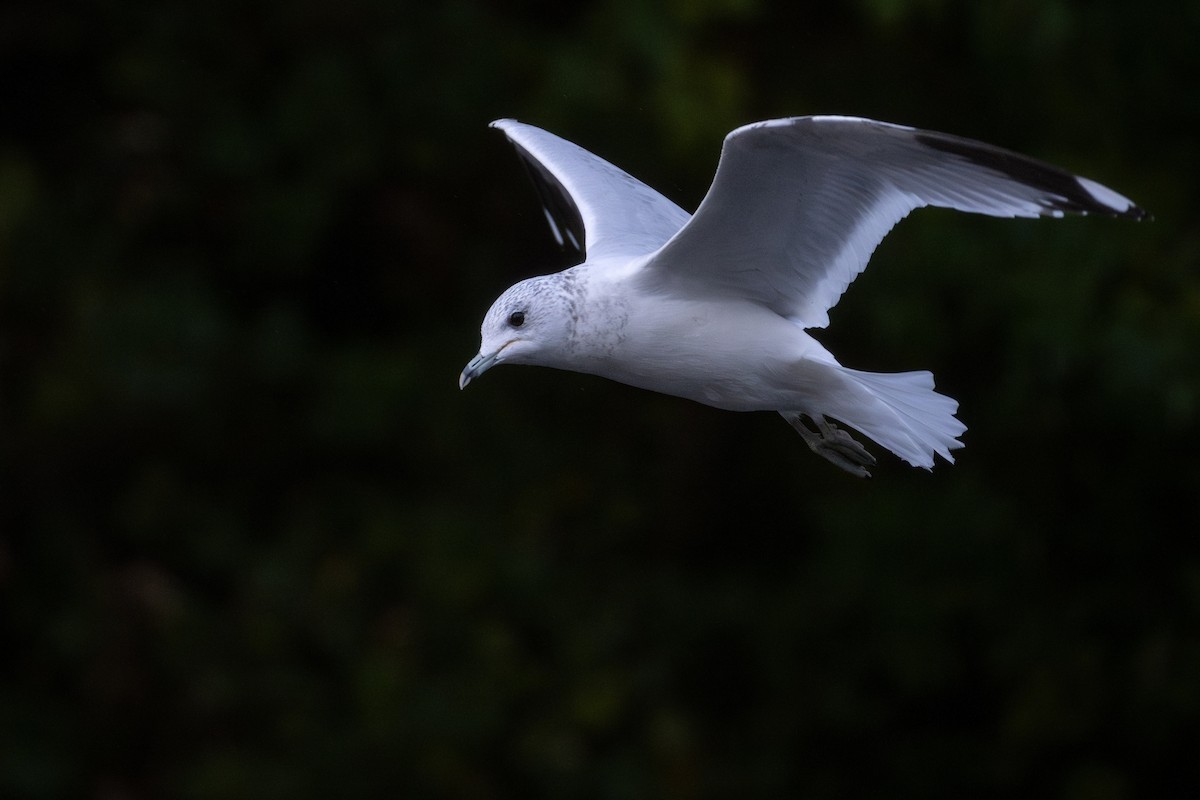 Common Gull (European) - ML644461360