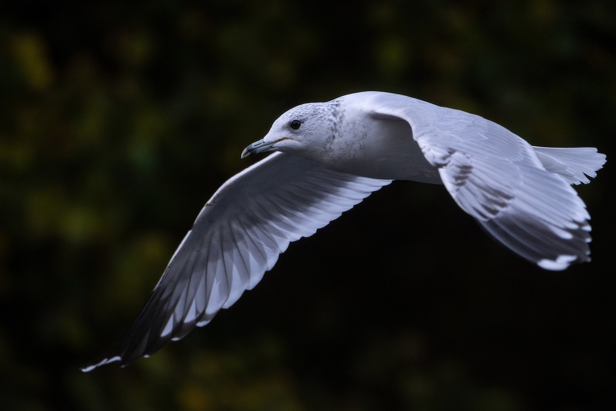 Common Gull (European) - ML644461361