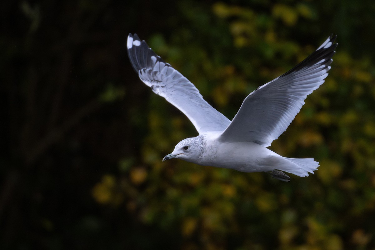 Common Gull (European) - ML644461362