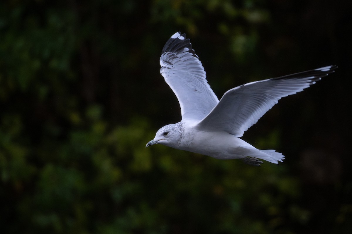 Common Gull (European) - ML644461363