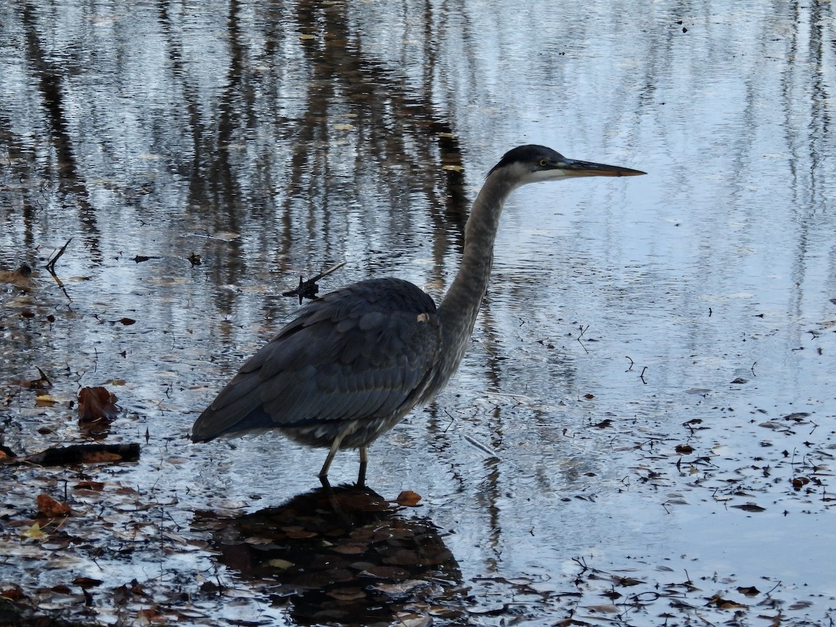 Большая голубая цапля - ML644461366
