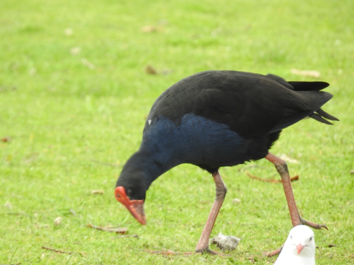 Australasian Swamphen - ML644461371
