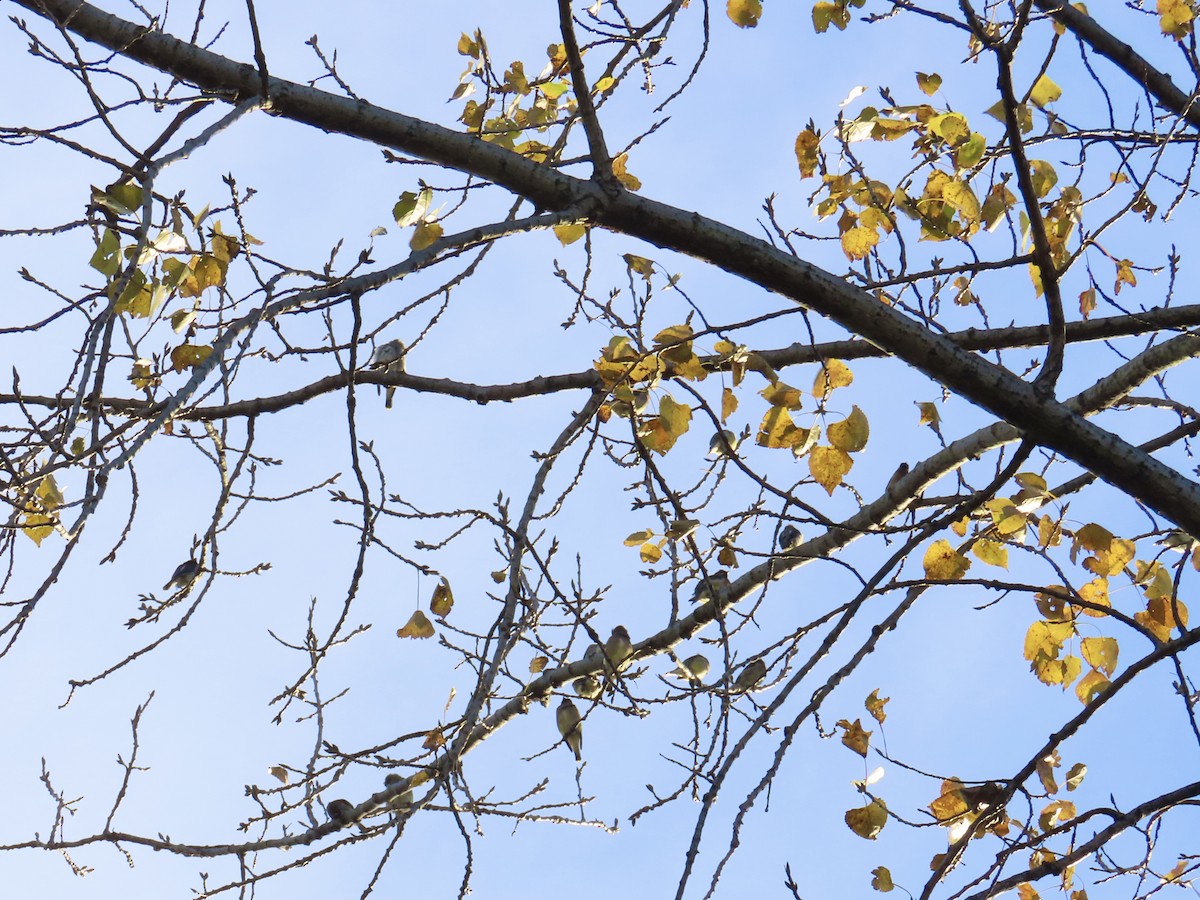 Cedar Waxwing - ML644461373