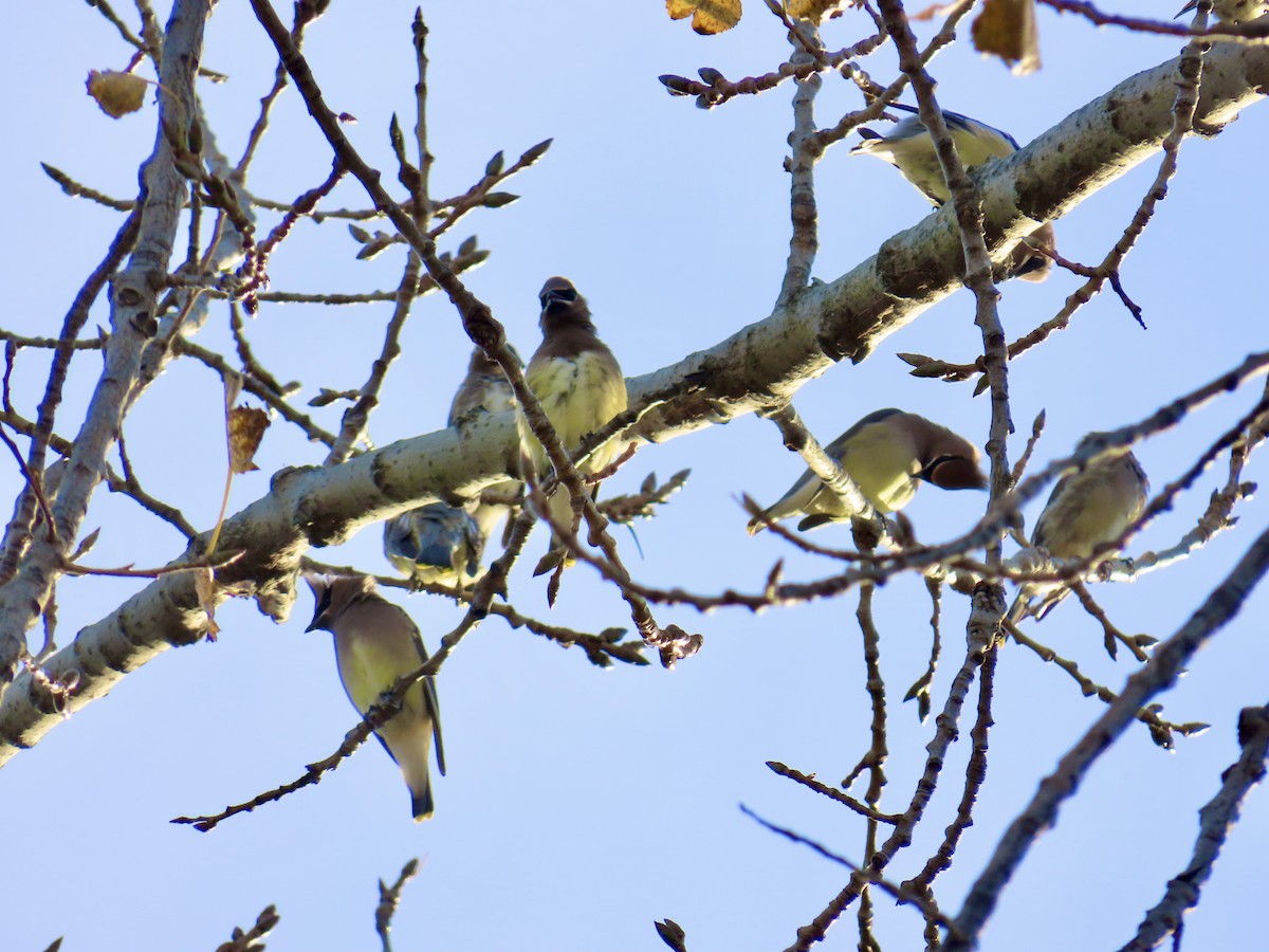 Cedar Waxwing - ML644461374